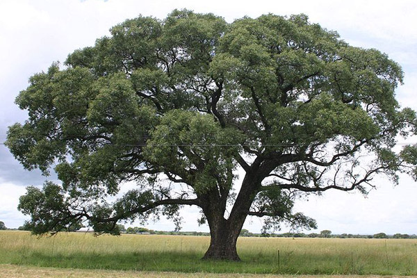 Fine-specimen-of-Marula-on-road-between-Nylstroom-and-Potgietersrust-Transvaal-South-Africa