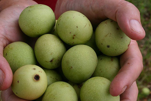 Green-marula-fruits-held-in-cupped-hands